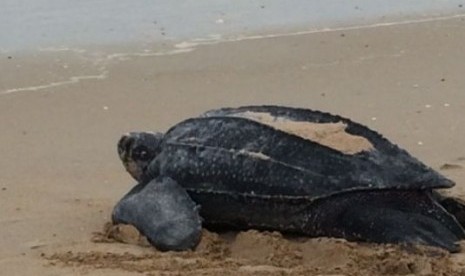 Penyu belimbing tertangkap kamera sedang bertelur di siang hari di Canaveral National Seashore, Florida, AS, Selasa (5/5).