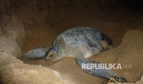 Penyu Hijau tengah membuat sarang untuk bertelur di Pantai Paloh, Sambas, Kalimantan Barat. Penyu jenis ini oleh masyarakat setempat disebut Kambau.