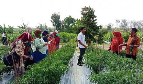 Penyuluh ajarkan petani Banyuasin menanam cabai kualitas tinggi dengan metode pertanian cerdas