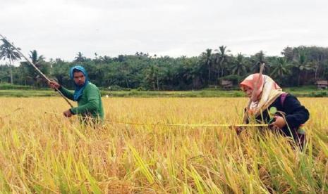 penyuluh pertanian (ilustrasi).  Berbagai program digulirkan untuk menunjang terwujudnya ketahanan pangan 