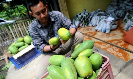 Pepaya California. Kebun warga ditanami dengan pepaya jenis California di Mirit, Kebumen, Jawa Tengah. Pepaya California menjadi prmadona petani di sepanjang urut sewu mulai dari Mirit hingga Puring. 