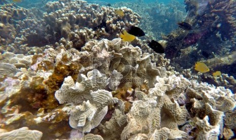 Perairan Pulau Pahawang, Lampung, juga dipenuhi terumbu karang yang indah. Pemandangan bawah laut Pulau Pahawang tidak kalah mengagumkan dengan tempat-tempat snorkling lainya di Nusantara.