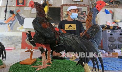 Perajin menyelesaikan pembuatan boneka replika ayam pesanan dari luar negeri di Desa Larangan, Kecamatan Lohbener, Indramayu, Jawa Barat, Rabu (15/9/2021). Pemprov Jawa Barat melalui program One Village One Produk (OVOC) terus konsisten mempercepat transformasi bisnis pelaku UMKM Go Digital sehingga mampu menjangkau pasar Internasional. 