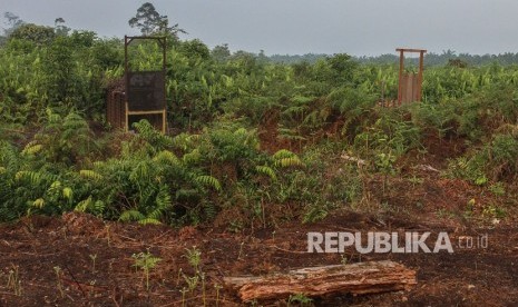 Perangkap yang dipasang petugas gabungan di area perlintasan harimau sumatra di kawasan Plangiran, Indragiri Hilir, Riau, Senin (19/3).