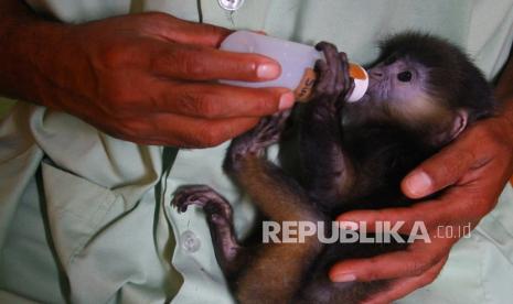 Perawat satwa memberi minum susu pada bayi Lutung Jawa (Trachypithecus auratus) berusia dua bulan yang ditinggal mati induknya. PLN memberikan bantuan dana Rp 70 juta dukung upaya konservasi satwa liar. Ilustrasi.