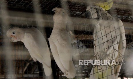 Perawatan Burung Kakatua. Dua ekor Kakatua Maluku (Cacatua moluccensis) bergelantungan di samping Kakatua jambul kuning (Cacatua sulphurea) di dalam kandang burung di Kantor Balai Besar Konservasi Sumber Daya Alam (BBKSDA) NTT Kupang, NTT ,Jumat (1/3/2019). 