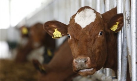 Perbedaan makanan pada sapi mengakibatkan kandungan nutrisi dan lemaknya berbeda pula.