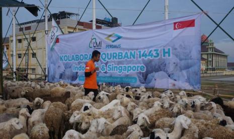 Perdaus Singapura dan LMI Kolaborasi Bagikan Ratusan Hewan Kurban di Malang