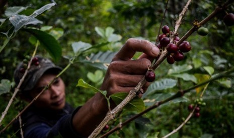 Kebun kopi melalui kelompok usaha perhutanan sosial (ilustrasi)