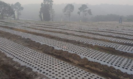 Perkebuna hortikultura.