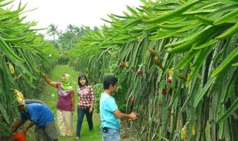 Perkebunan buah naga.