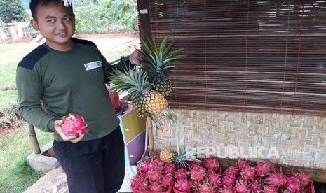  Perkebunan buah nanas dan buah naga yang dikelola Dompet Dhuafa untuk para petani di Desa Cirangkong, Kecamatan Cijambe, Kabupaten Subang, Rabu (25/10).