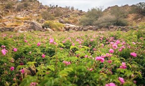  Hikmah Kisah Pemilik Kebun di Surat Al Kahfi. Foto:  Perkebunan bunga mawar di Taif, Arab Saudi.