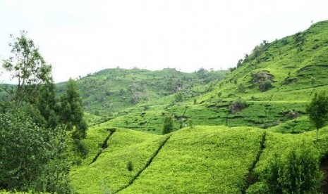 perkebunan di pangalengan