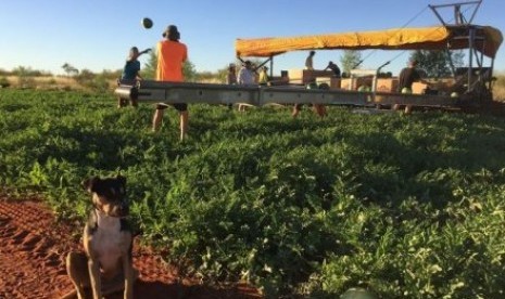 Perkebunan ini menjadi pusat hortikultura komersil pertama yang didirikan di tanah adat Wilayah Utara Australia.