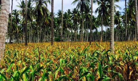 Perkebunan jagung.