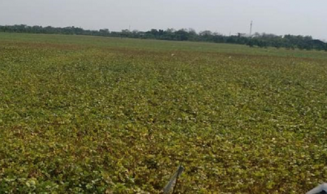 Perkebunan kacang hijau.