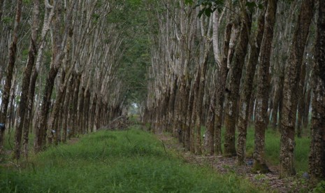 Perkebunan karet