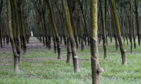 Harga Karet Mendekati Rp19.000/Kg Hingga Pekan Kedua 2021. Perkebunan Karet (Ilustrasi)