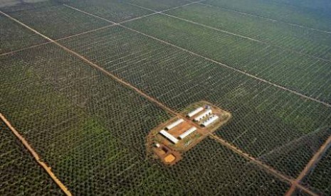 Perkebunan kelapa sawit di Kalimantan.