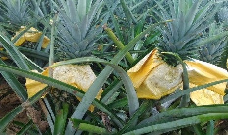 Perkebunan nanas.