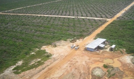 Perkebunan sawit di Kabupaten Kapuas Hulu, Kalimantan Barat