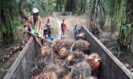 Perkebunan sawit di Indonesia