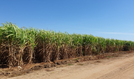 Perkebunan tebu. Direktur Jenderal Industri Agro Kementerian Perindustrian (Kemenperin) Putu Juli Ardika mengungkapkan potensi Indonesia untuk bisa mengembangkan industri gula terintegrasi dengan perkebunan tebu di lahan rawa.