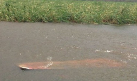 Perkebunan tebu yang terkena dampak badai siklon Debbie di Proserpine.