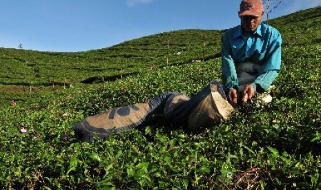 Perkebunan teh di Indonesia.