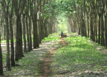 Perkebunan karet