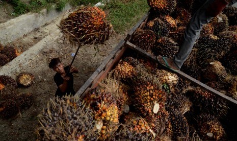 Perkeja mengangkat kelapa sawit ke atas truk. Harga tandan buah segar (TBS) sawit di Kabupaten Mukomuko, Provinsi Bengkulu, kembali mengalami kenaikan dan pada Selasa (15/2/2022) mencapai Rp 3.110 per kilogram.