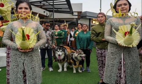 Pernikahan anjing, Luna dan Jojo diberkati Pasto Lorenzo Heli dari Gereja Santo Fransiskus Asisi Paroki Tebet. Wakil Ketua DPRD DIY mendukung masyarakat laporkan pernikahan anjing ke polisi.