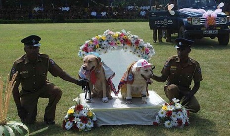 Pernikahan anjing pelacak di Sri Langka dikecam karena dianggap melecehkan agama Budha