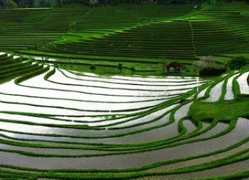 Persawahan di Bali dengan sistem irigasi subak