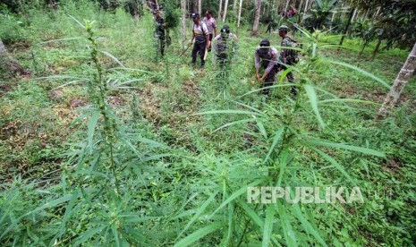 Ladang ganja (Ilustrasi). Lima hektare ladang ganja ditemukan dari pengembangan kasus penyelundupan ganja di mobil bermuatan durian.