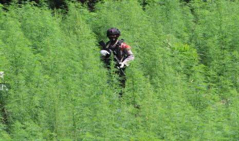 Ladang ganja, ilustrasi. Badan Narkotika Nasional (BNN) melakukan pemusnahan ladang ganja seluas 5 hektare di ketinggian 1.265 MDPL di kawasan Mandailing Natal, Sumatera Utara.