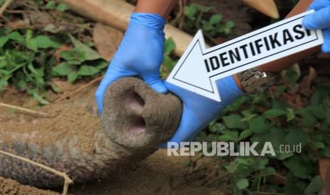 BKSDA Tunggu Hasil Labfor Matinya Gajah di Aceh Utara. Personel Kepolisian Polres Aceh Jaya memperlihatkan belalai bangkai gajah sumatra (Elephas maximus sumatranus) jinak yang mati mendadak saat proses identifikasi di kawasan Conservation Response Unit (CRU) Sampoiniet, Aceh Jaya, Aceh, Kamis (13/8/2020). 