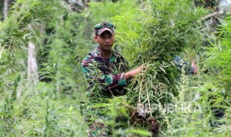 Personel TNI Kodim 0103 Aceh Utara mengamankan batang ganja dalam operasi pemusnahan ladang ganja di perbukitan Lhok Drien, Sawang, Kabupaten Aceh Utara, Aceh. Selasa (17/12/2019). 