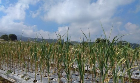 Pertanian bawang putih