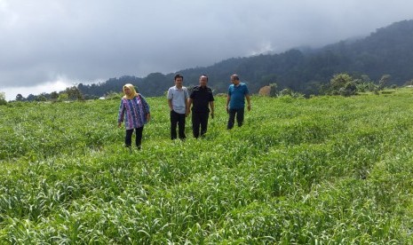 Pertanian bawang putih di Sembalun NTB