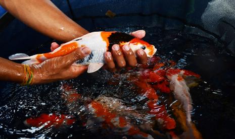 Peserta memperlihatkan ikan koi saat pameran dan bursa ikan koi di Sumberdodol, Kabupaten Magetan, Jawa Timur, Sabtu (14/5/2022). Kegiatan tersebut guna memajukan budidaya ikan koi di wilayah lereng Gunung Lawu itu airnya jernih dan cocok untuk budidaya ikan hias tersebut. 