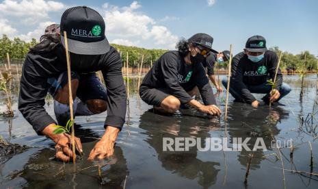 Peserta mempraktikkan cara menanam bibit pohon mangrove jenis Bruguiera gymnorrhiza saat Pelatihan Pembibitan dan Penanaman Mangrove dalam program Mangrove Ecosystem Restoration Alliance (MERA) di Kelurahan Mangunharjo, Tugu, Kota Semarang, Jawa Tengah, Selasa (7/9/2021). Yayasan Konservasi Alam Nusantara bersama PT Djarum melalui program tersebut memberikan pelatihan pembibitan serta penanaman berbagai jenis pohon mangrove kepada perwakilan masyarakat pesisir setempat agar dapat membudidayakan mangrove secara mandiri sebagai upaya merestorasi kawasan mangrove di pesisir Kota Semarang.