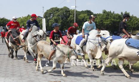 Peserta menaiki sapi tunggang saat kirab di Alun-Alun Utara Keraton Kasunanan Surakarta Hadiningrat, Solo, Jawa Tengah, Kamis (21/10/2021). Kegiatan yang diikuti 30 penunggang sapi tersebut digelar untuk mempromosikan wisata di Kota Solo. 