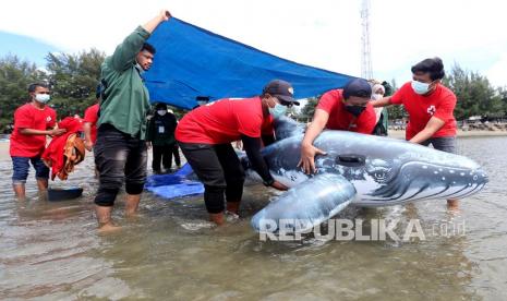 Peserta pelatihan penanganan mamalia laut mengikuti simulasi pelepasan paus yang terdampar di pesisir Pantai Ulee Lheu, Banda Aceh, Aceh, Selasa (2/11/2021). Pelatihan ini sebagai upaya meningkatkan kapasitas serta ketersediaan sumber daya manusia lembaga di daerah yang memiliki potensi tinggi ditemukannya mamalia laut yang terdampar. 