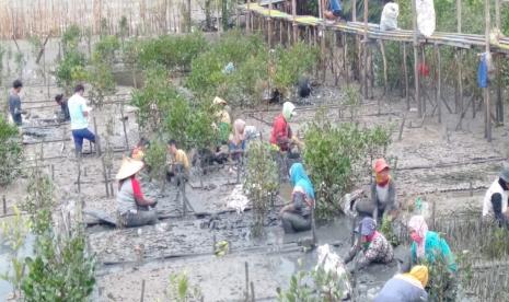 Gerakkan Ekonomi Warga Pesisir Lewat Mangrove