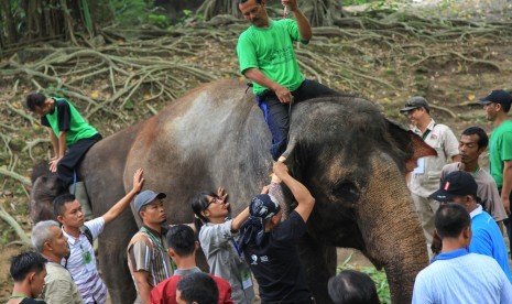 Peserta yang terdiri dari dokter hewan dan pawang gajah Perhimpunan Kebun Binatang se-Indonesia (PKBSI) mengikuti pelatihan manajemen gajah di Taman Satwa Taru Jurug, Solo, Jawa Tengah..