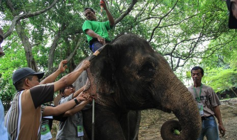 Peserta yang terdiri dari dokter hewan dan pawang gajah Perhimpunan Kebun Binatang se-Indonesia (PKBSI) mengikuti pelatihan manajemen gajah di Taman Satwa Taru Jurug, Solo, Jawa Tengah, Jumat (22/4). 