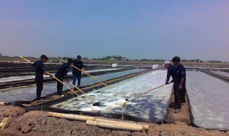 Petambak garam di lahan integrasi di Desa Pasir Jaya, Kecamatan Cilamaya Kulon, sedang memanen garam, Rabu (3/10).