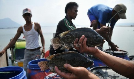 Petambak keramba apung memanen ikan mas yang dibudidayakan dengan tambak keramba apung di Waduk Jatiluhur, Purwakarta, Jawa Barat,Jumat (8/8).  (Republika/Prayogi)